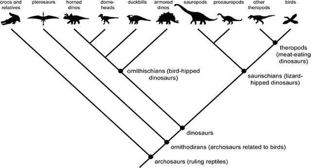 Dinosaur Cladogram